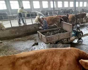 肉牛养殖的卫生如何防疫